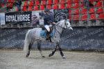 26 fev MARCQ cso Club Poney