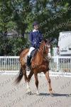 02 DRESSAGE