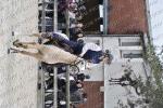 02 Poney elite